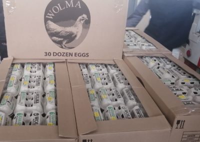 A Box filled with 30 dozen Wolma Eggs