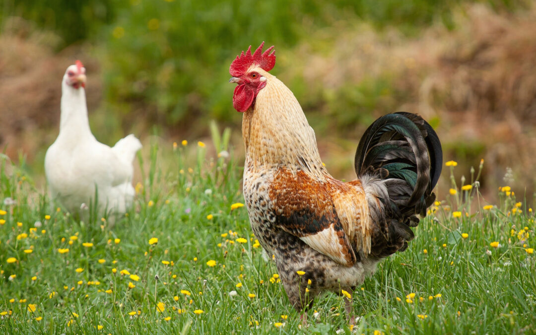 Eggs in the springtime